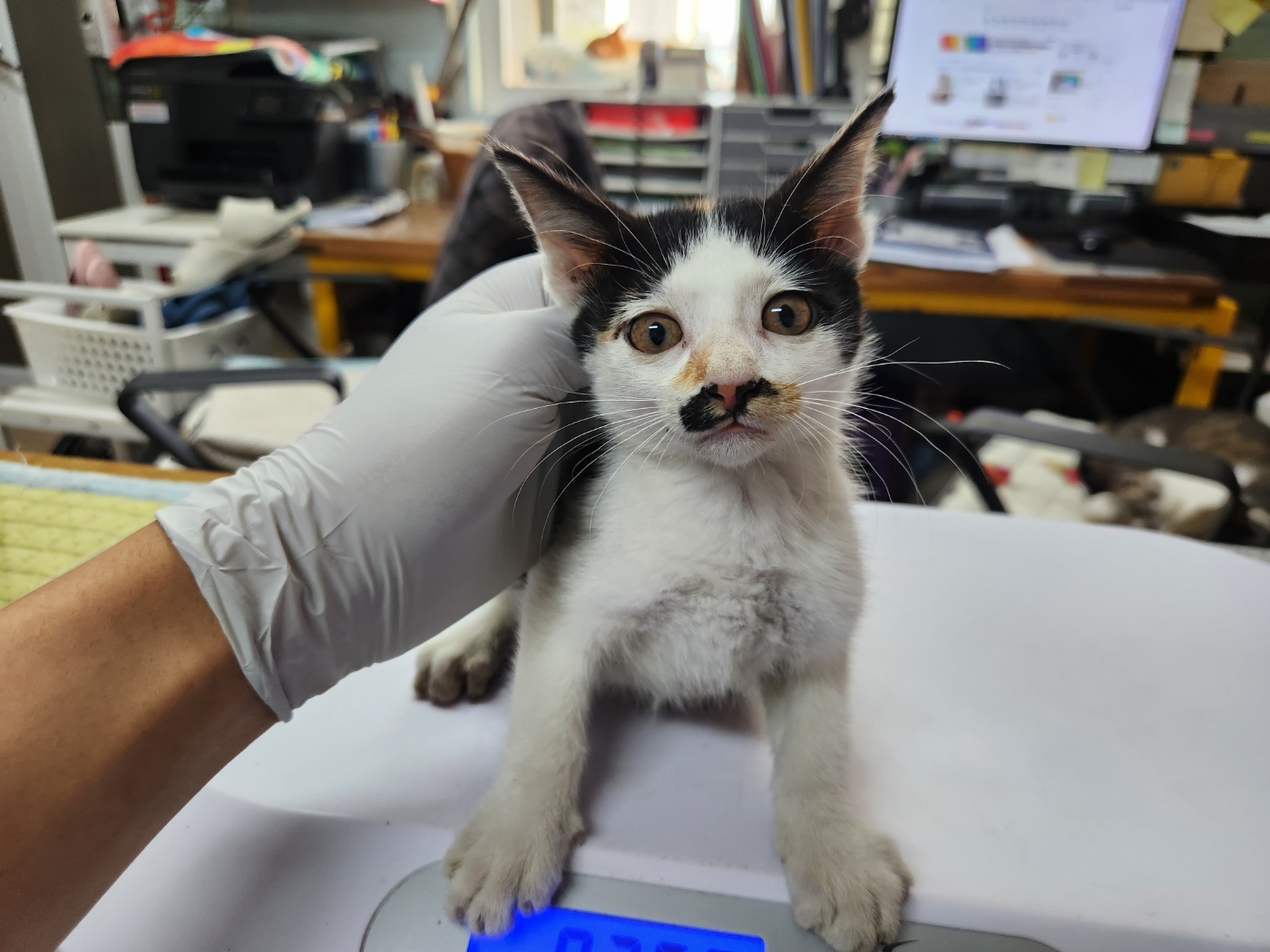 광주 동물보호소_429360202300583